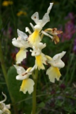 Orchis pauciflora (Foto M. Marinelli)