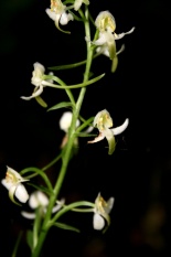 Platanthera bifolia (Foto M. Marinelli)